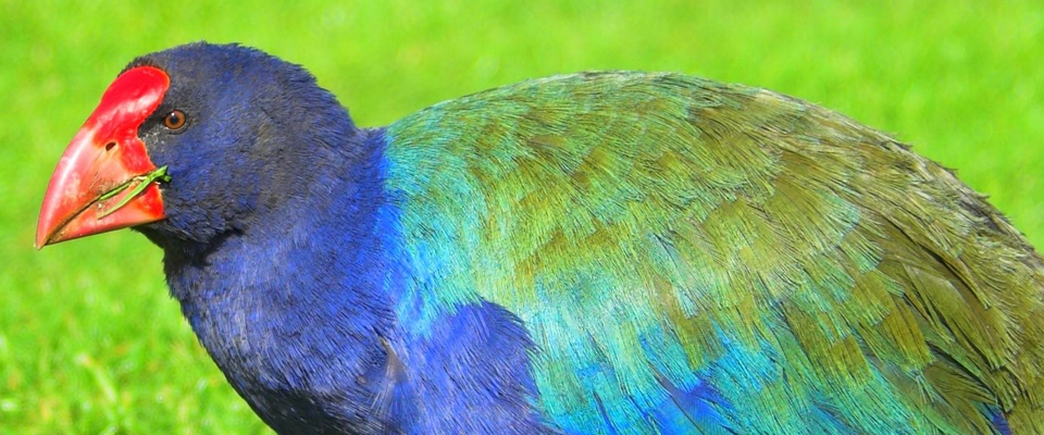 Takahe